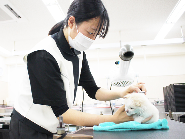 子犬のケアトリミング